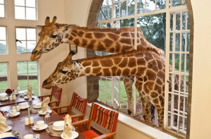 Have guests for lunch giraffes wallpapers