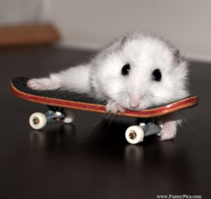 Funny and Cute Mouses – Funny Mouse Picture 099 (FunnyPica.com)