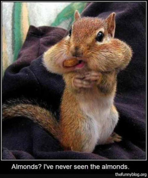 Funny Squirrel Quotes And Sayings Funny-squirrel-almonds-never-