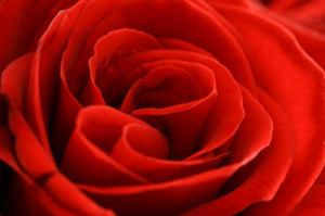 Uma rosa, linda, vermelha.