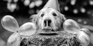 ... funny happy bir happy birthday your guide to h hippo and dog h