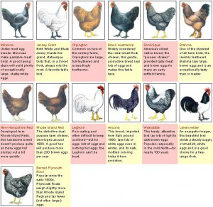 Hens Chicken Breeds Chart