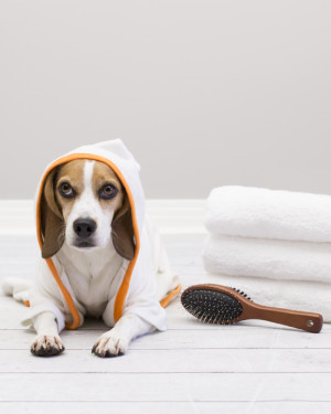 Dog Bath Tips How Bathe Bathing Ideas