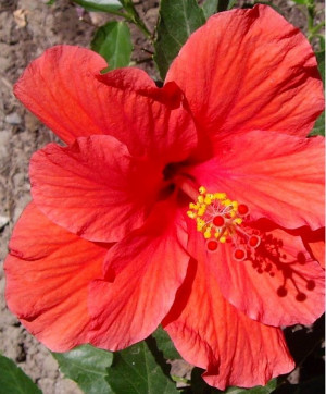 Hibiscus flower pic I took in Hawaii :)