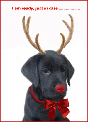 Funny Animal Christmas Cards Christmas dog replacing