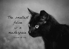 Print Black Cat Quote Black White Photography Leonardo da Vinci Quote ...