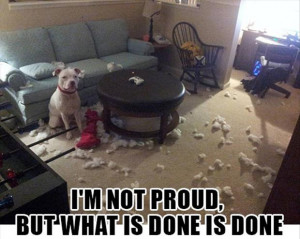 dog makes a mess funny pictures