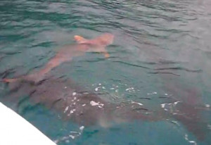 Tiger Shark vs Killer Whale