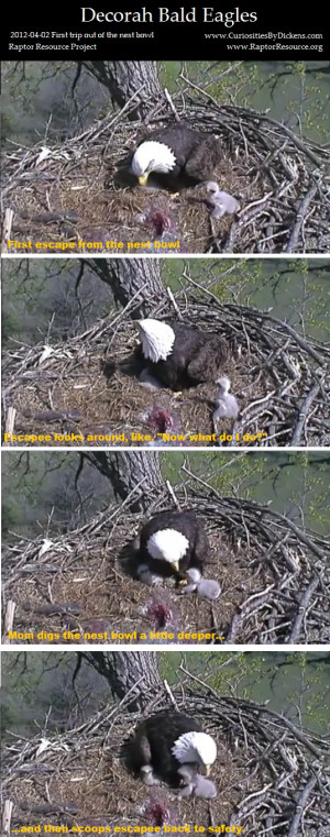 Eaglet’s first trip out of the nest bowl. Mom digs the bowl deeper ...