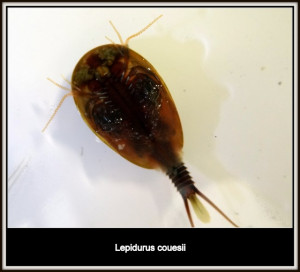 Lepidurus aff. couesii in France 07 Jun 2013 22:47 #29499