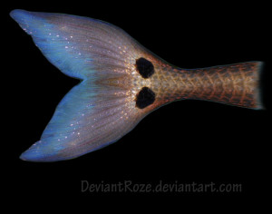 Mermaid Fins Picture