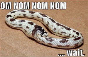 Snakes | Funny New Images-Photos 2013