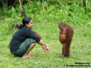Orangutan Outreach - 