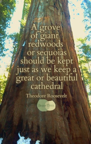 Quotes About Redwood Trees