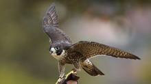 peregrine falcon is seen in this file photo. This year, four ...