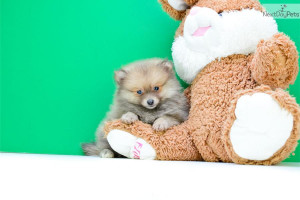 Meet Teacup Teddy a cute Pomeranian puppy for sale for $495. Teacup ...