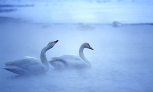 Image Pair Swans Taking