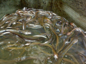 why freshwater eel farming the freshwater eel is a unique and ...