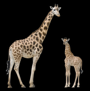 Giraffe With Baby 4355