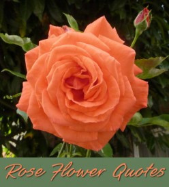 Rose Flower Quotes