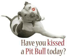 Pit Bull Quotes