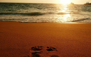 foot prints on sandy beach wallpaper - HD Background