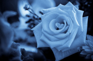 Roses beautiful blue rose
