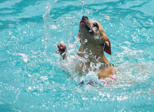 Here are some of our favorite pictures and videos of pets in the pool.
