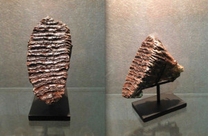 Mammoth Tooth Display