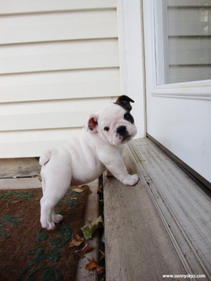 Cute animal pictures: English bulldog puppies