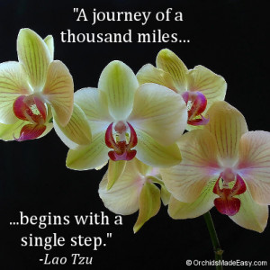 Journey Begins With A Single Step