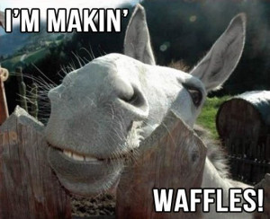 and in the morning i m making waffles donkey from shrek 1