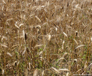 wheat-reap-what-you-sow-2.jpg