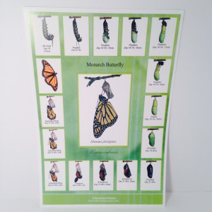 Home / Monarch Butterfly Lifecycle (Metamorphosis) Poster, 18-inches x ...