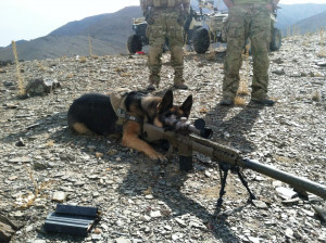 week I brought you the heart wrenching story of Military Working Dog ...