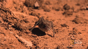 animals cute adorable Bat bats vampire bat i made gif vampire bats lil ...