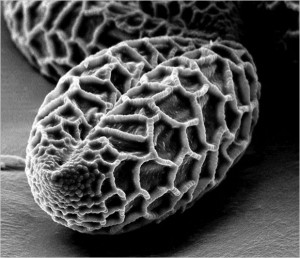 here's a beautiful electron microscope image of a lily pollen grain.