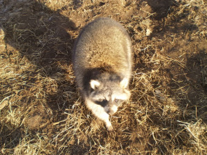 The next two are of the biggest of the year, around 30 lbs.