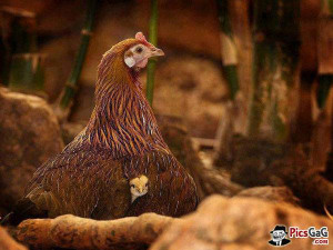 Mother Hen and Chick Cute Pictures