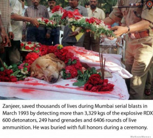 Zanjeer Mumbai explosive detection dog is buried with full honors.