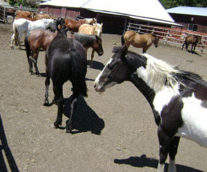 Observe horses in a herd situation.
