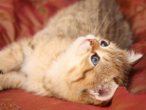 quotes about cats thousands of years ago cats were worshipped as gods