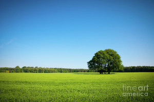 Blue Sky Green Grass Photograph
