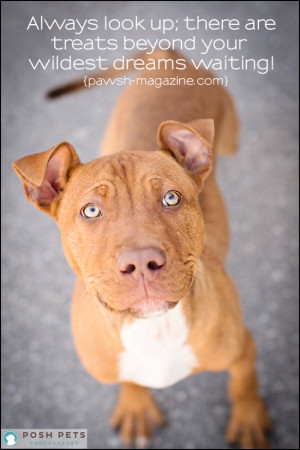 AS DOGS WOULD SAY: DOG QUOTE #13