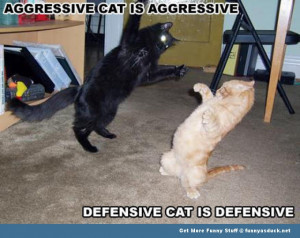 Big Cats Fighting Funny Cat...