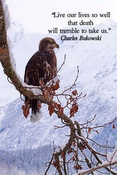... eagle in Alaska taken by Dr. Joseph T. McGinn – Explore quotes of