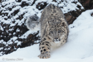 Snow Leopard...