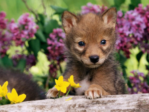 Baby Animals coyote pup