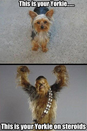 funny-yorkie-dogs-chewbacka