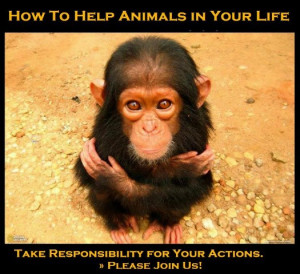 How To Help Animals In Your Life, Take Responsibility For Your Actions ...